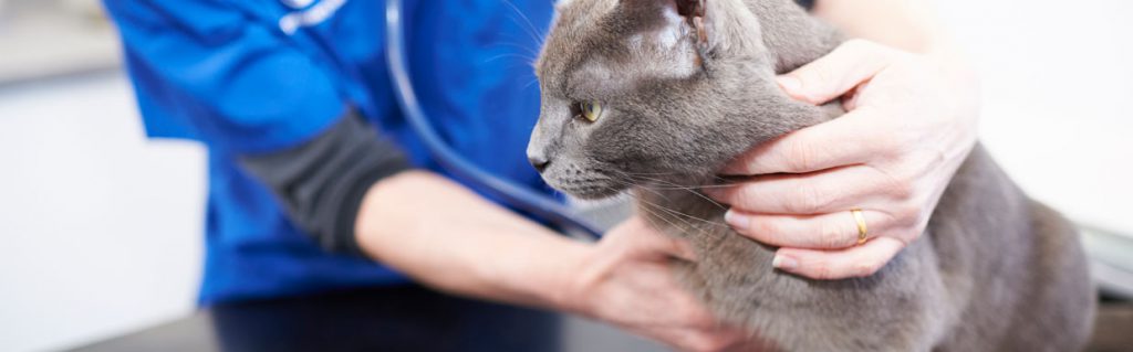 Grey cat with vet