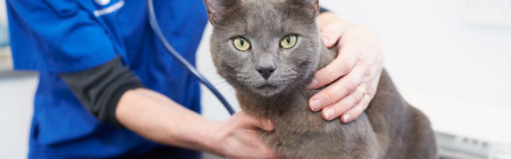 Grey cat with vet