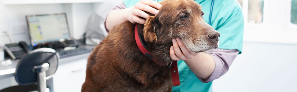 Senior Labrador with vet